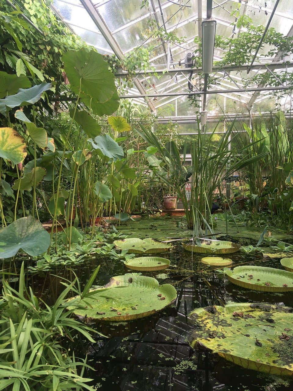 Bristol Botanic Garden