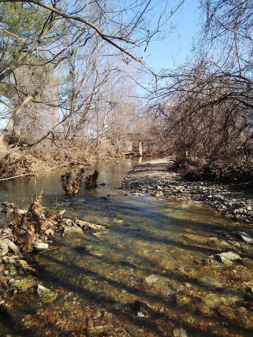 Fall explorations in the creek that runs through the park. 