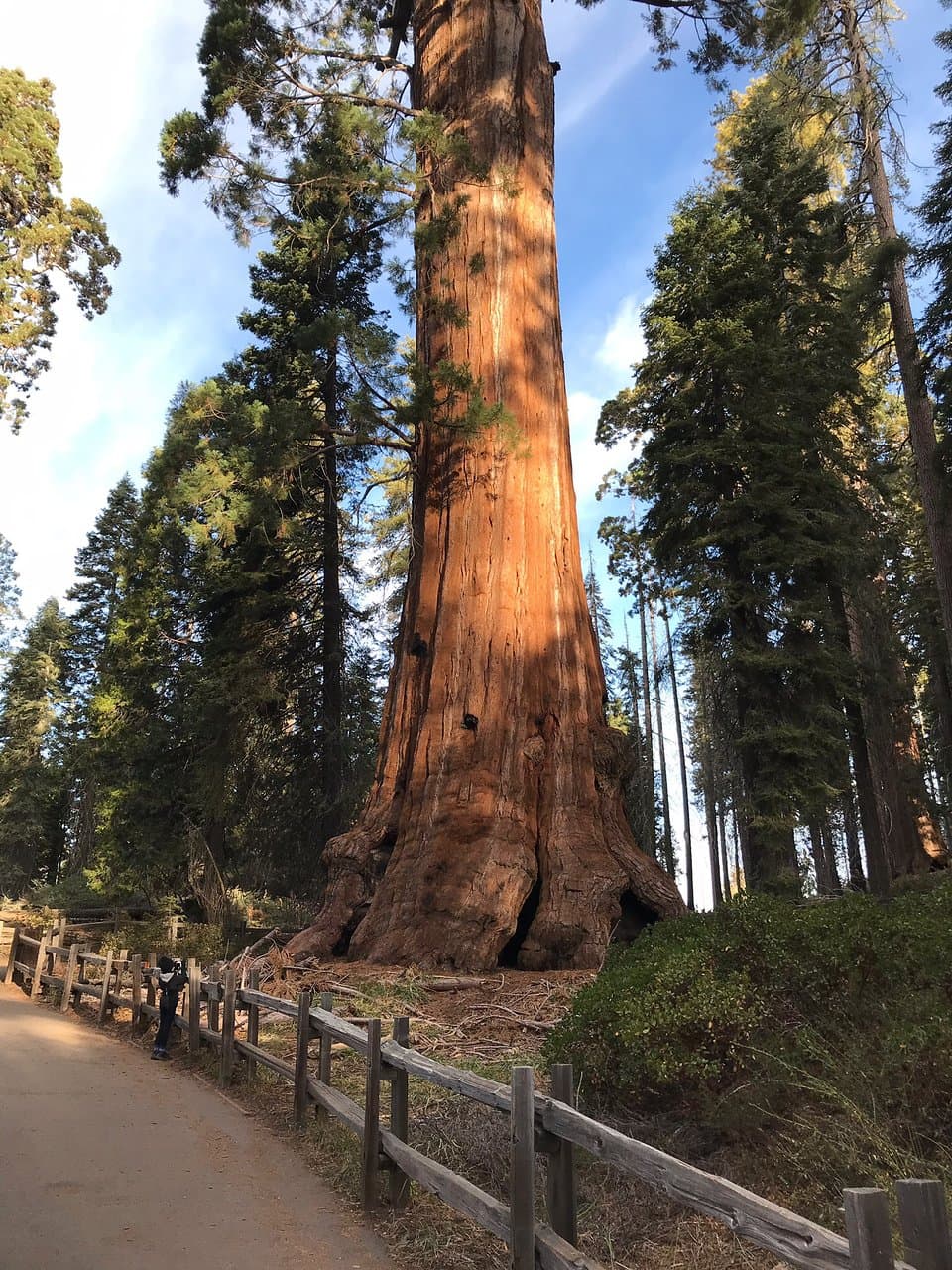 General Grant Tree