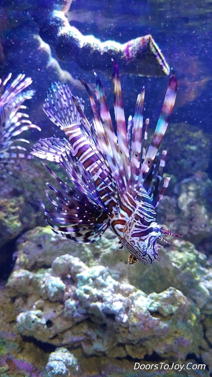 East Idaho Aquarium