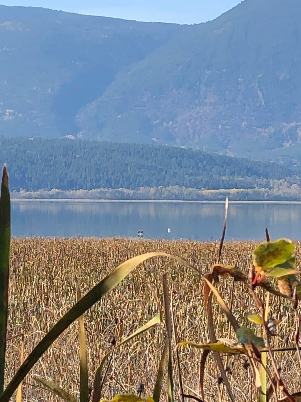 Salmon Arm Foreshore Trail