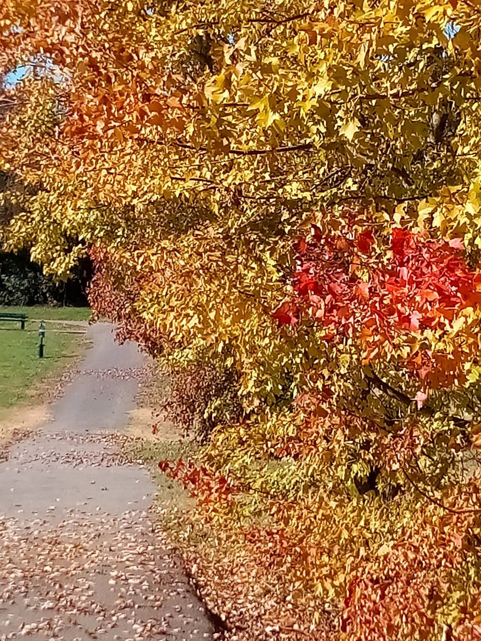 Centennial Park Millsap Mountain