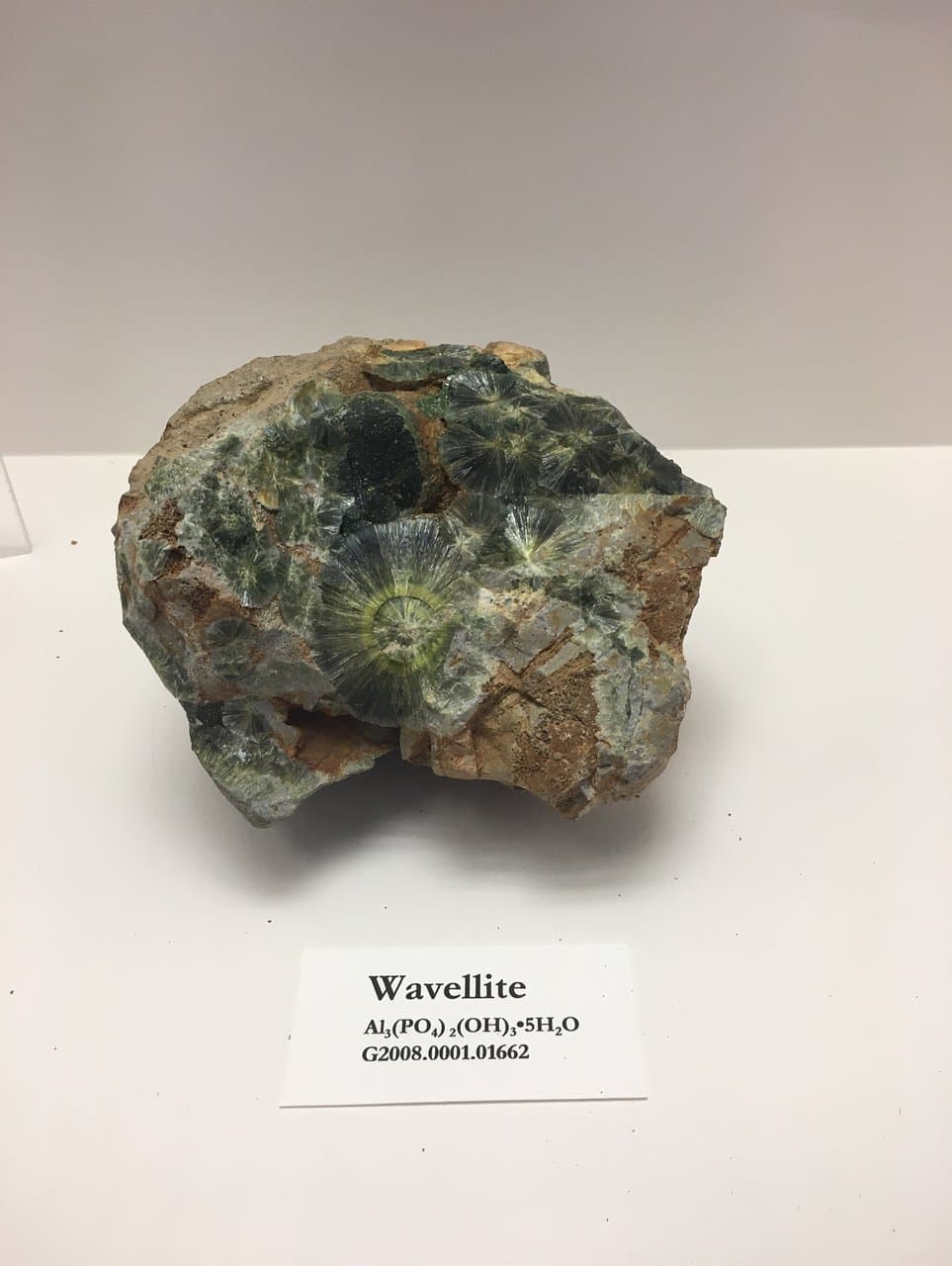 Alabama Museum of Natural History Tuscaloosa AL