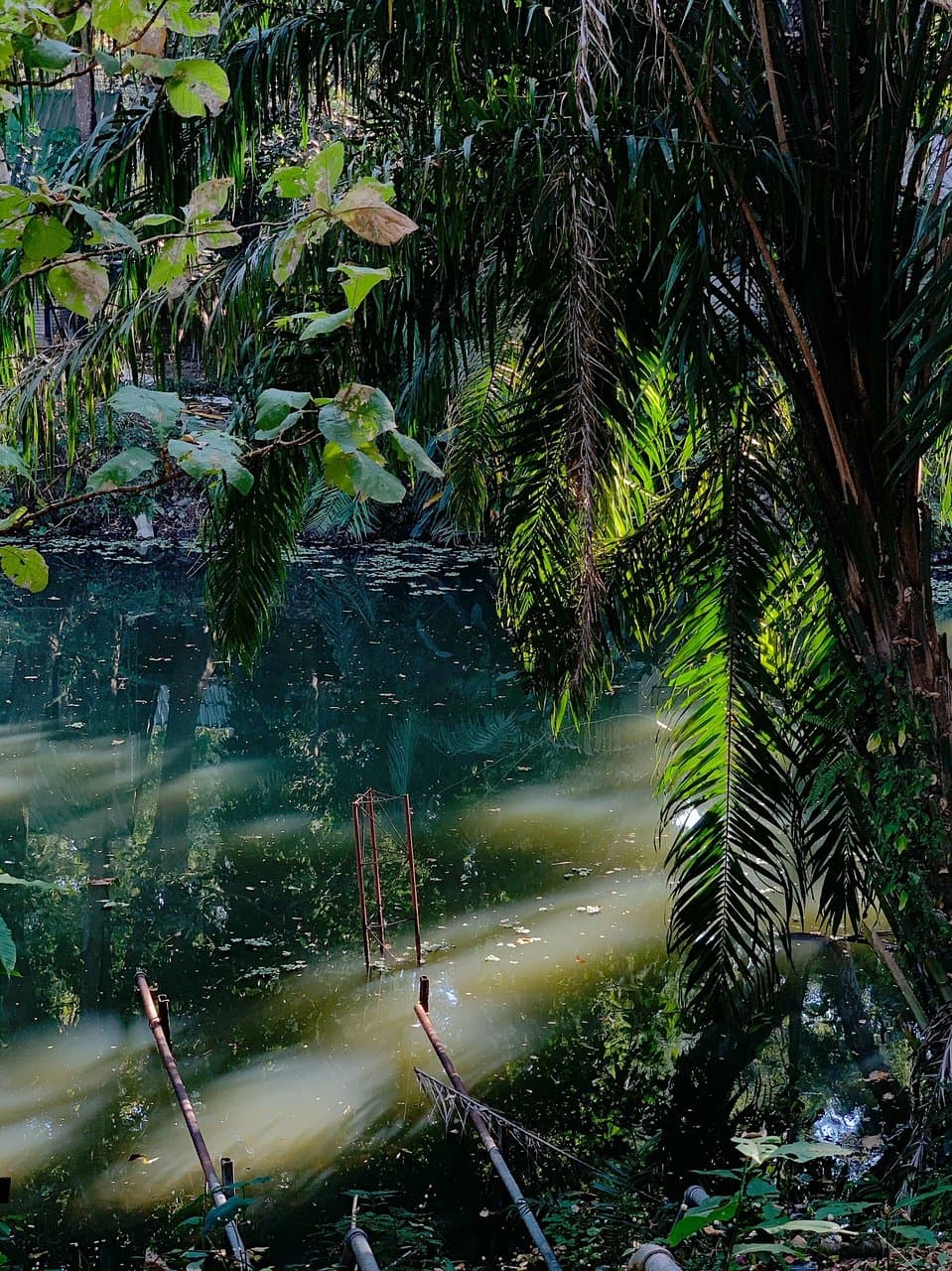 Huay Kaew Arboretum Chiang Mai