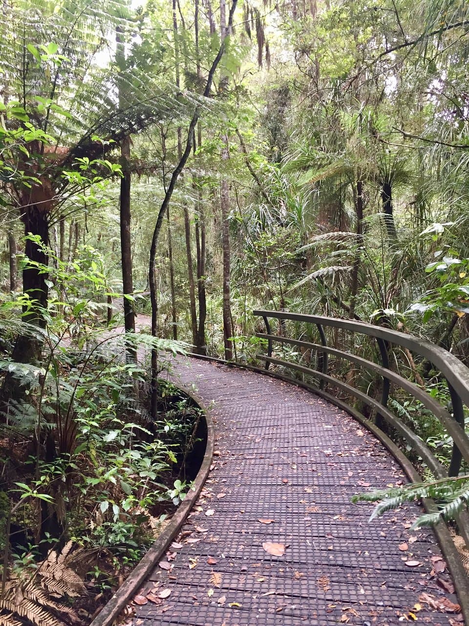 Manginangina Kauri Walk Puketi