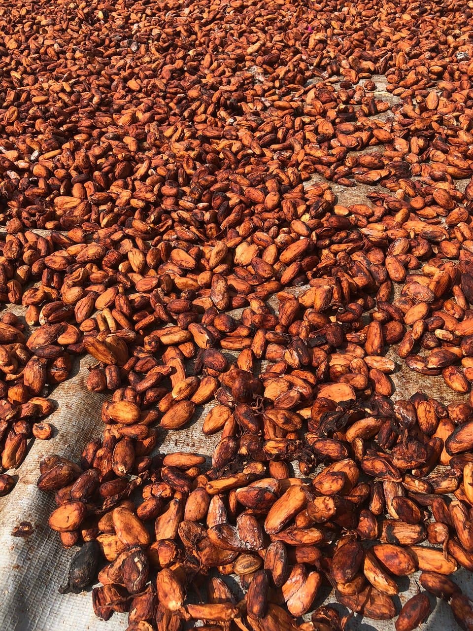 Muoi Cuong Cocoa Farm