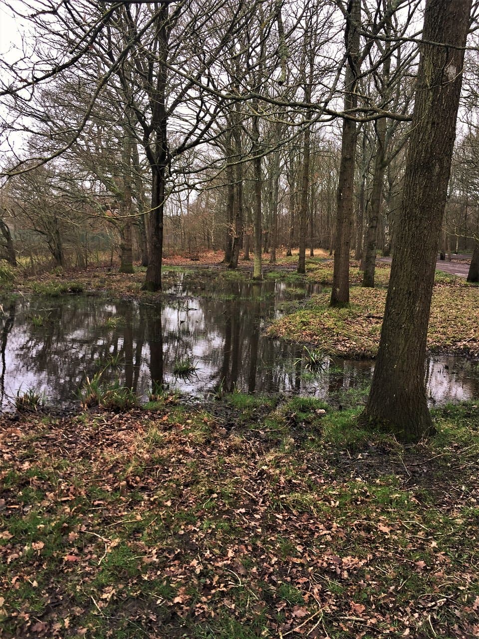 5.  Orlestone Forest Nature Reserve, Warehorne, Kent