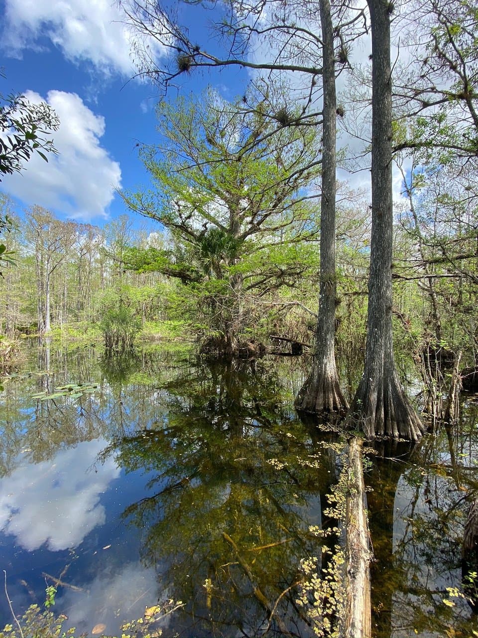 Six Mile Cypress Slough Preserve