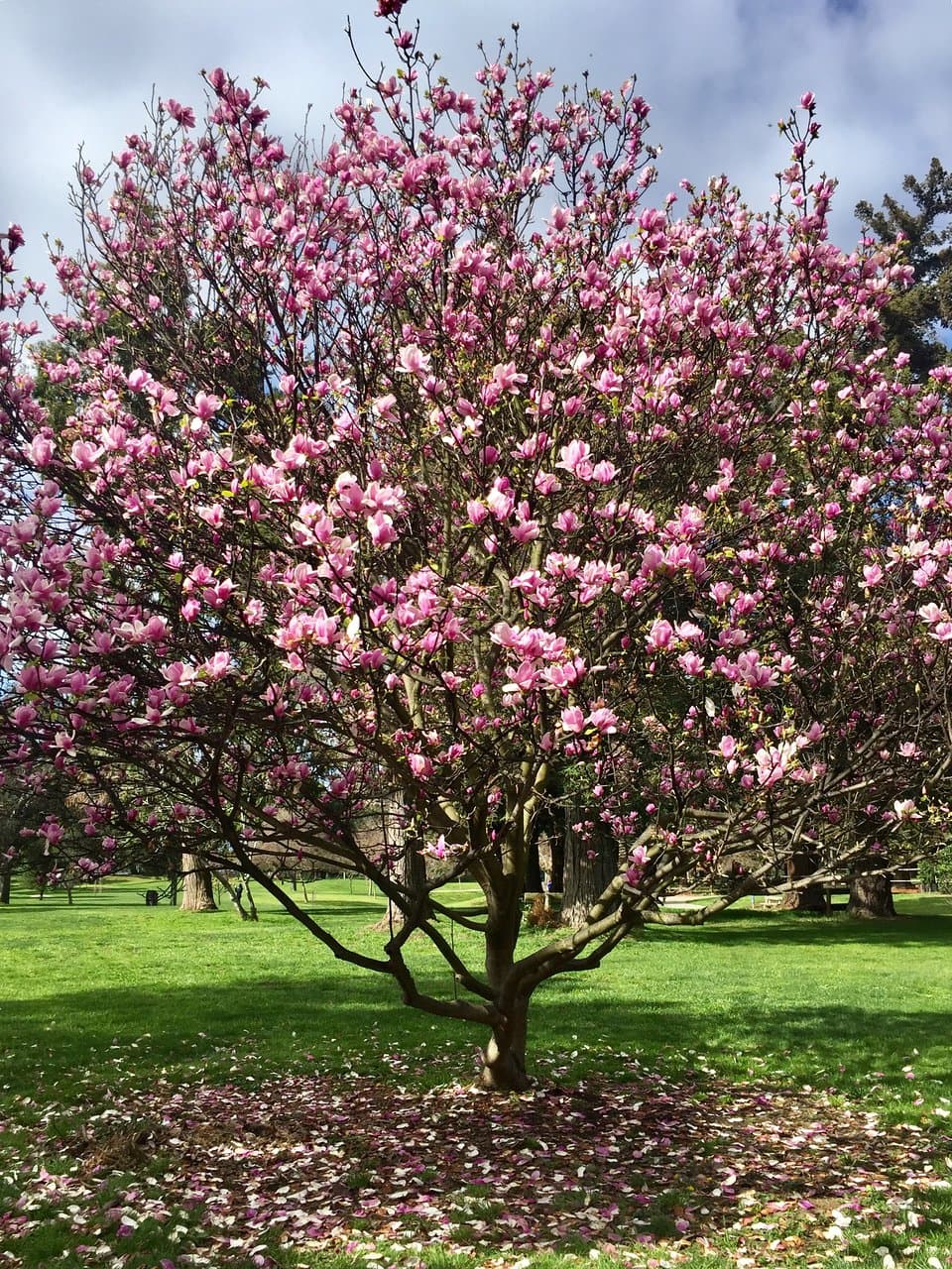 Mongolia flower blooming