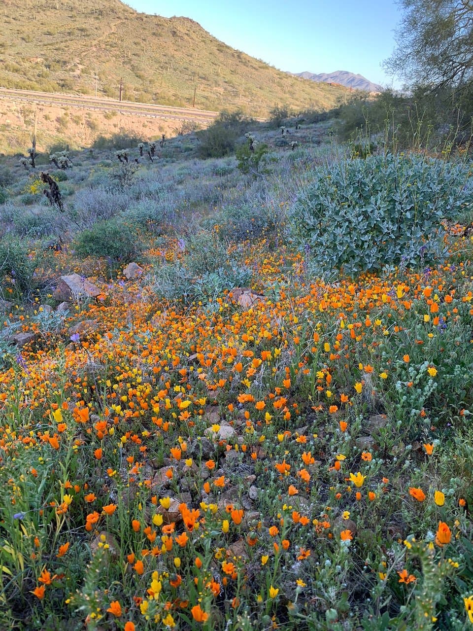 Phoenix Sonoran Preserve Apache Wash