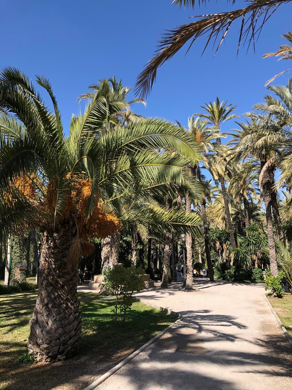 ヤシの木の多さと高さに感銘