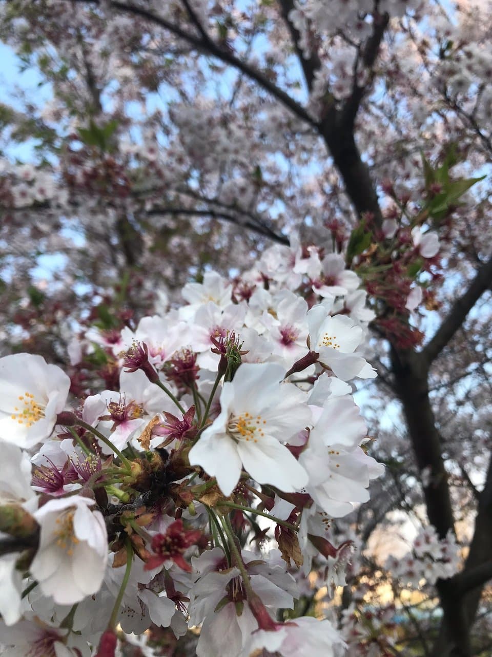 聖マリアンナ病院から県立瀬谷高校方面に下ったあたりに桜のスポットがあります。