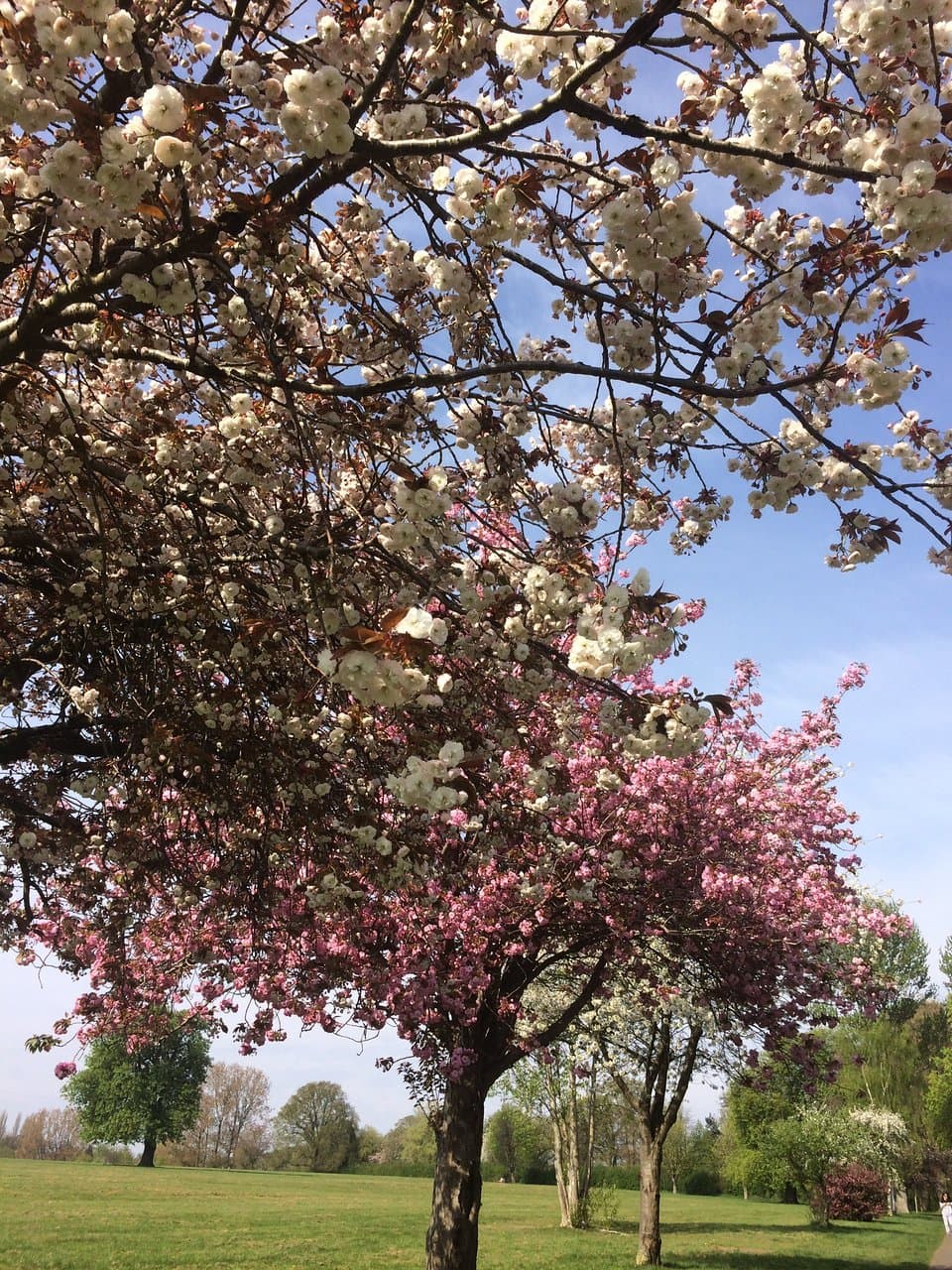 Braunstone Park