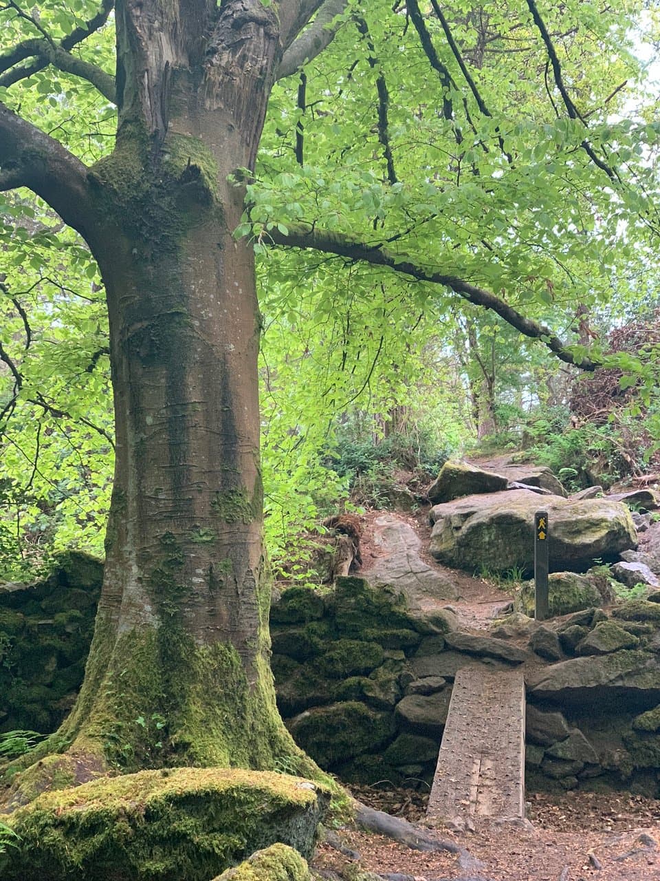 There are amazing walking, hiking and jogging trails in the Barnaslingan Woods. Great place to picnic and great views of the Scalp.