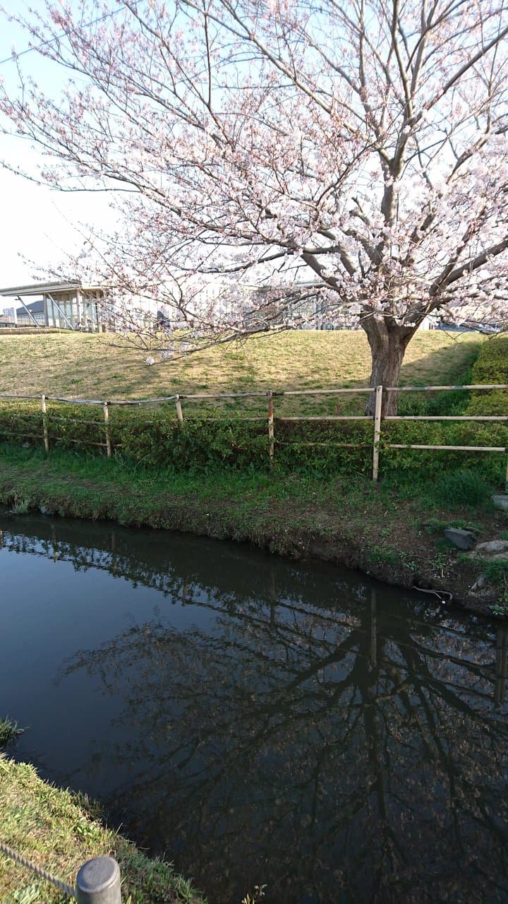 道の駅しょうなん：さくら
