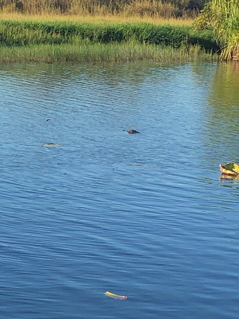 Corroboree Billabong