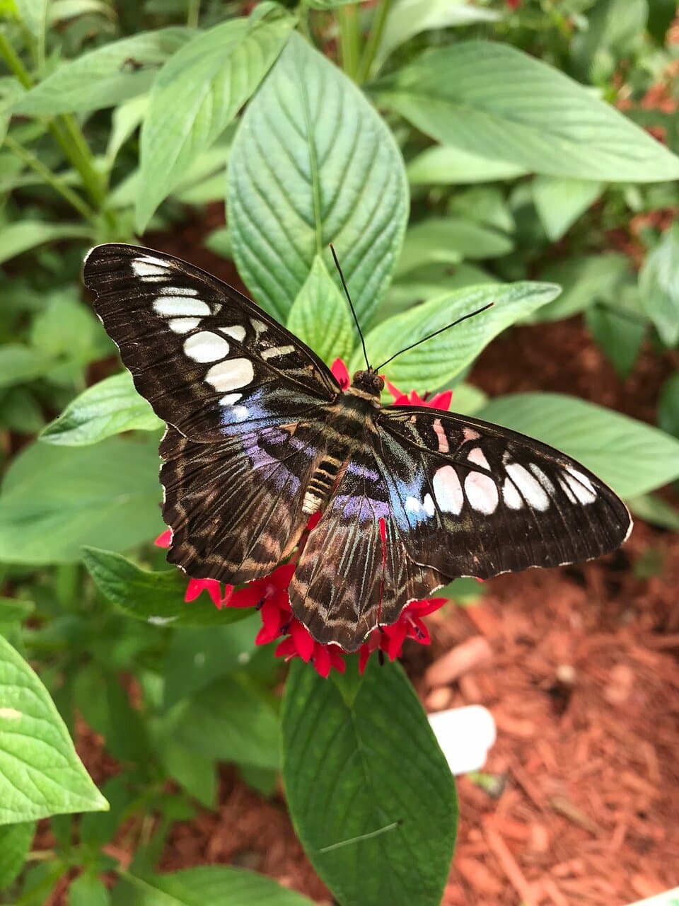 Butterfly House