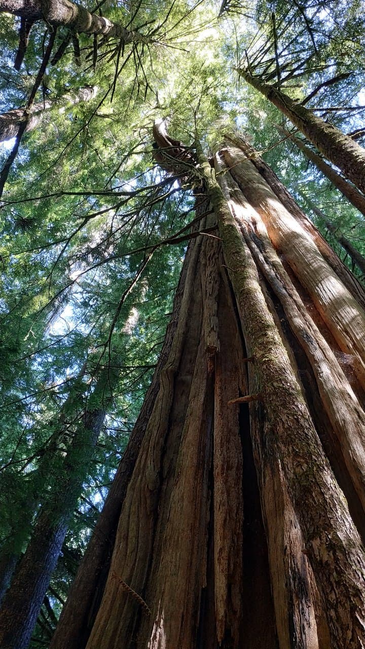 big trees