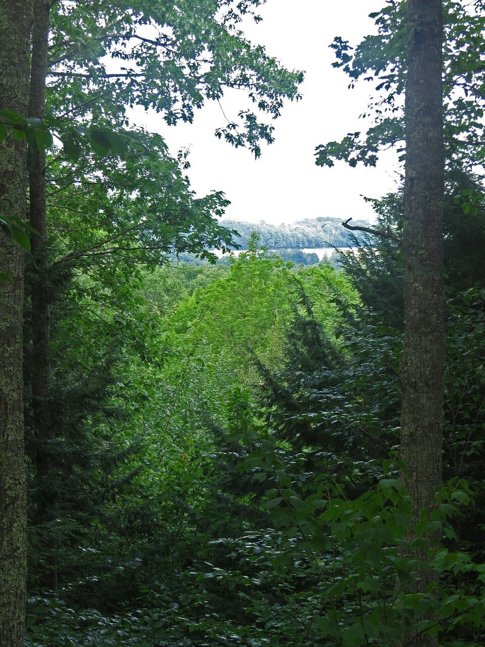 One trail in North Falmouth Community Forest has a vista point that overlooks Falmouth's Hurricane Valley. 