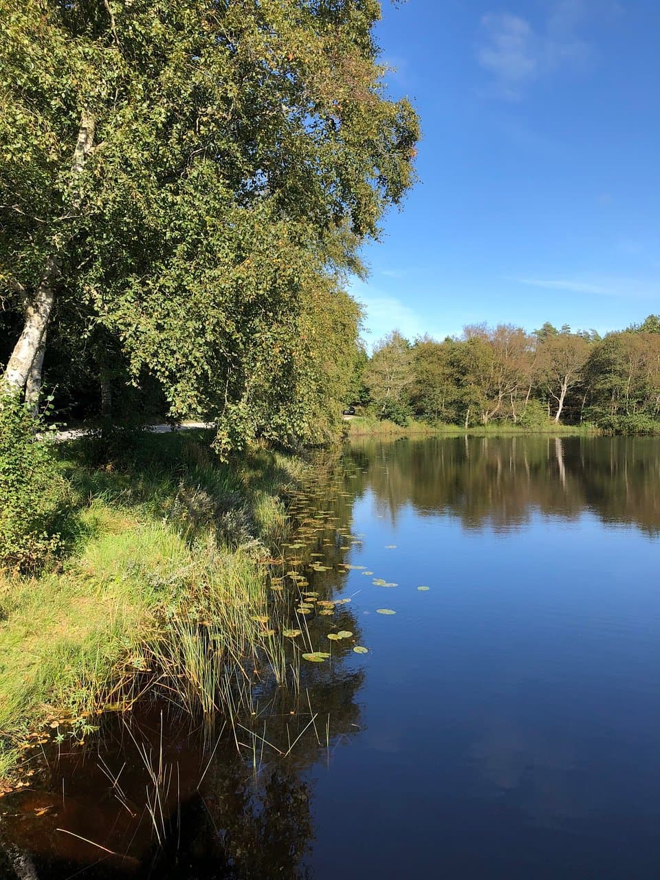 Isbjerg Vilsbøl Plantage