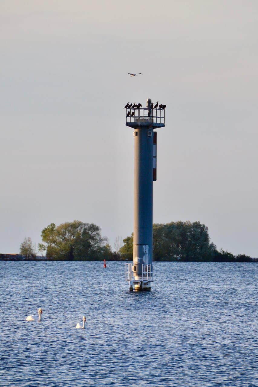 Cormorant perch