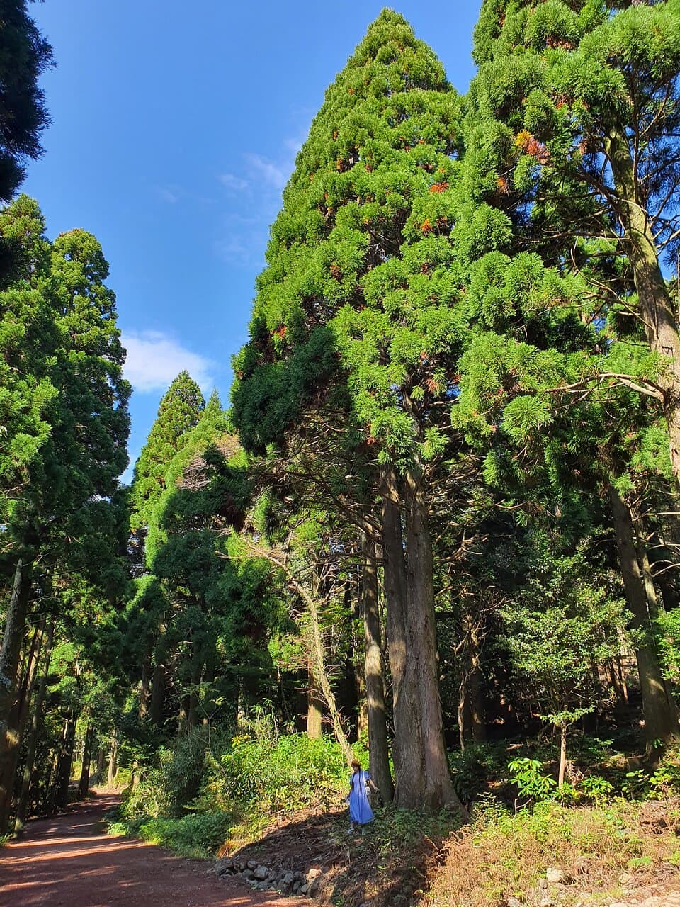 the star of the foret, 100 years old Sequoia tree.