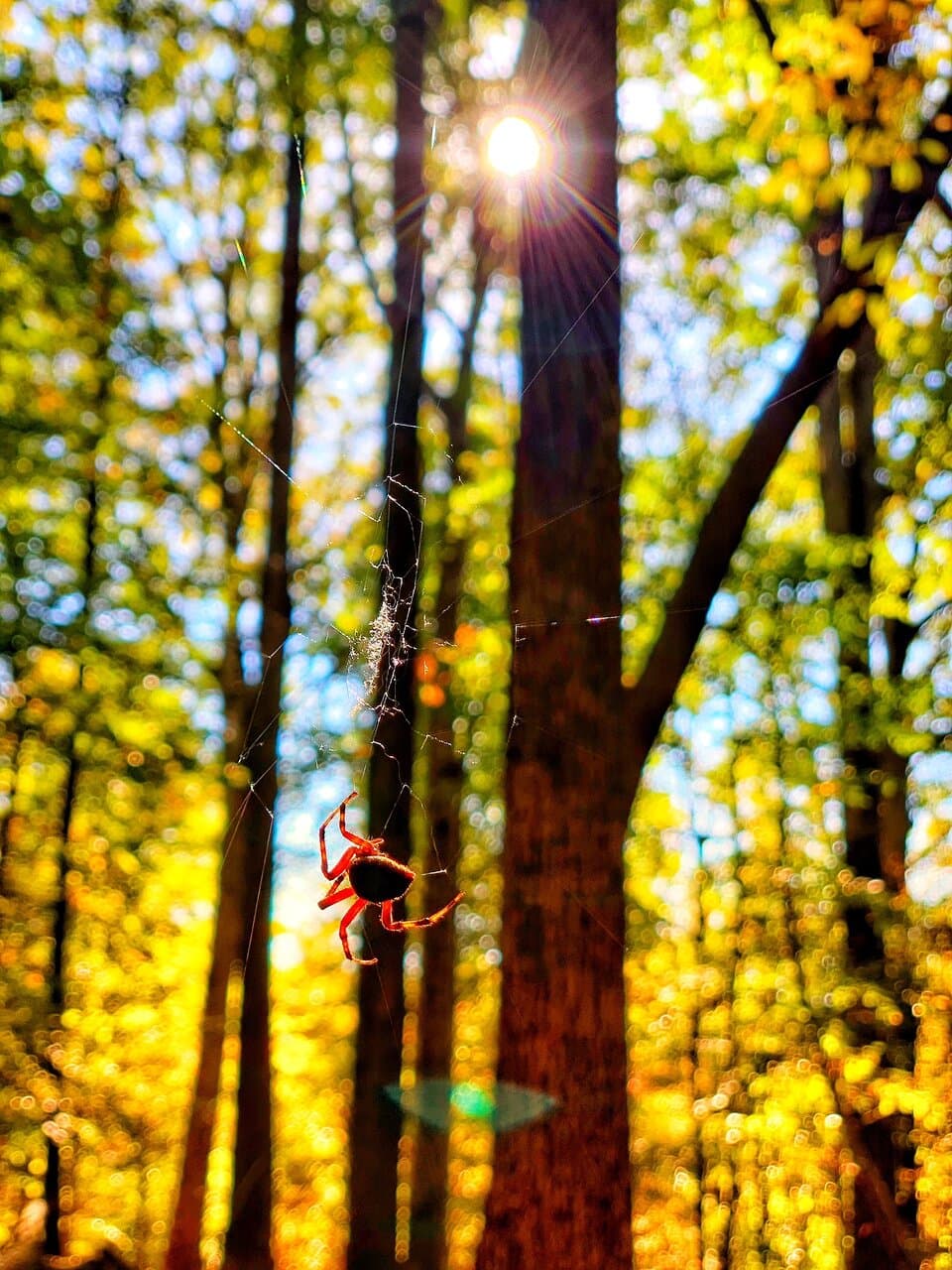 Stevens Creek Nature Preserve