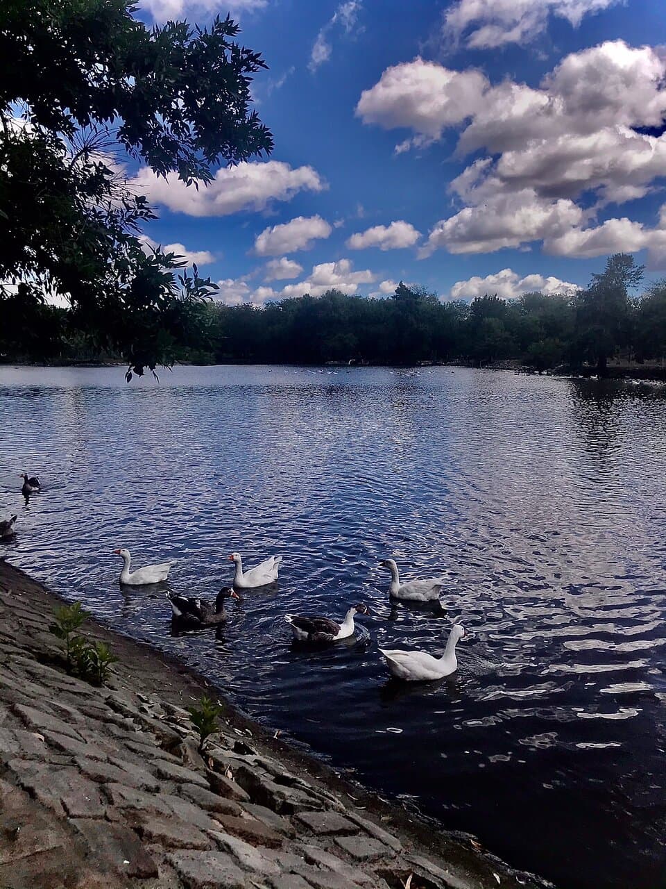 Parque Unzue . Hermoso parque para recorrer con chicos  y disfrutar de la hermosa naturaleza , se le puede dar de comer a los peces , a los gansos y también a los patos , su alrededor todo arbolado , un lugar súper tranquilo, para conocer , se puede recorrer en bici , caminando o en auto. También  tiene plaza ,parrillas,mesas y bancos para el uso de todos . Súper recomendable para conocer y disfrutar de un hermoso día .