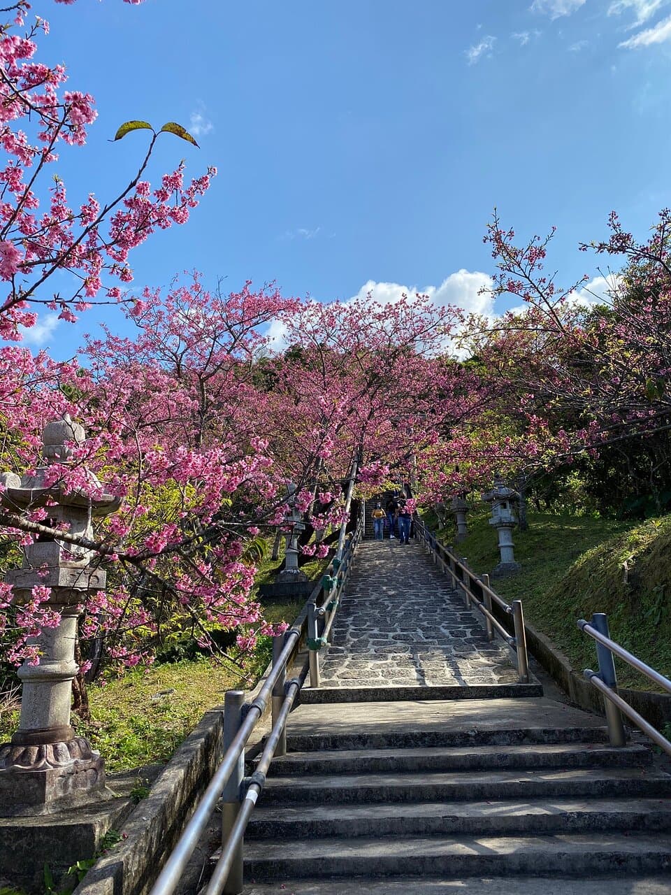 桜の季節