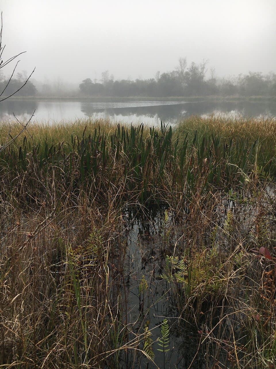 One of many ponds. 