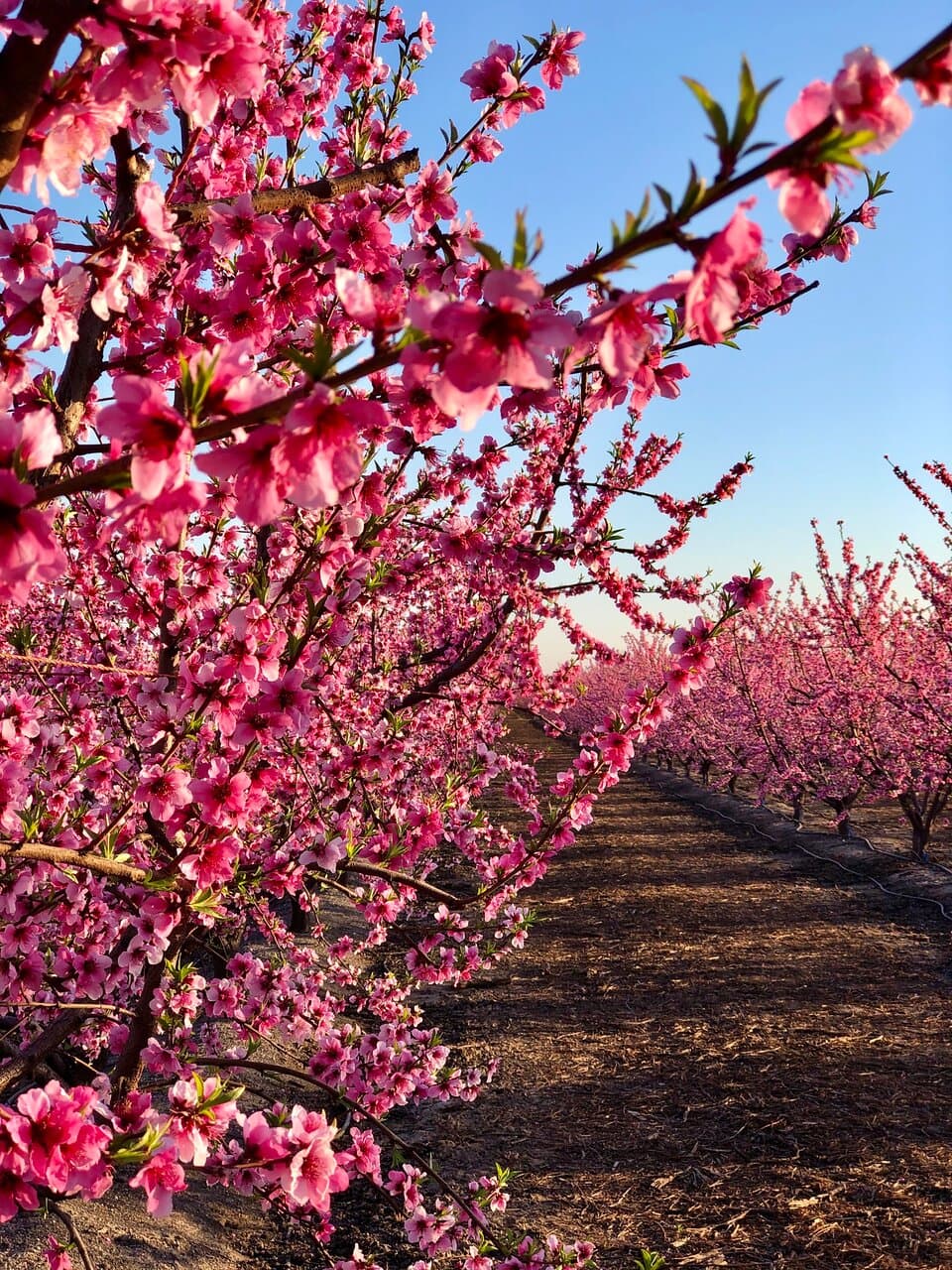Fresno County Blossom Trail