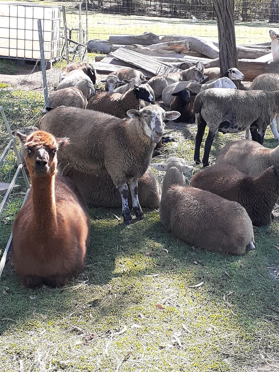 Eve the Alpaca chilling with the sheep