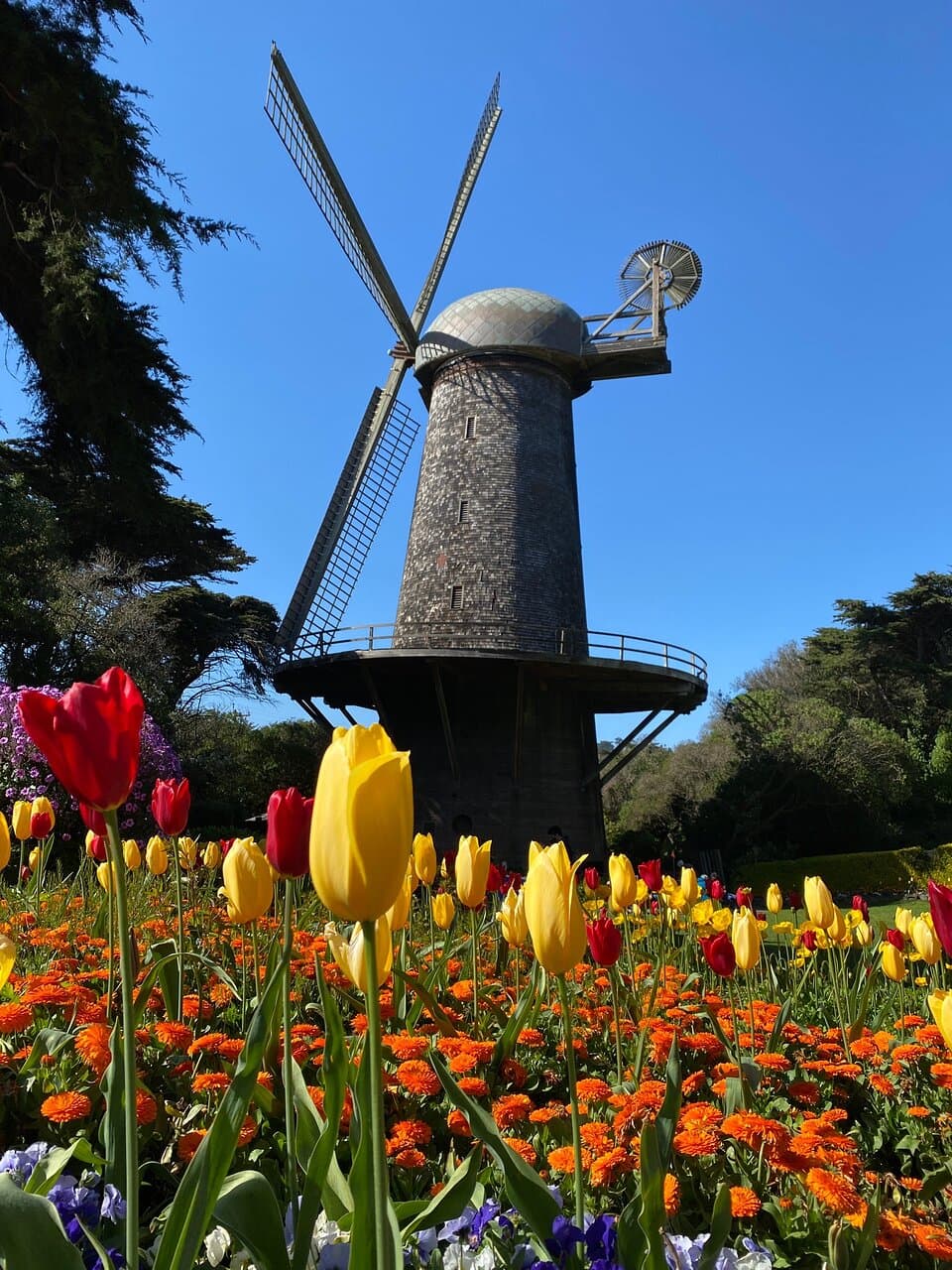 Dutch Windmill & Tulip Garden San Francisco