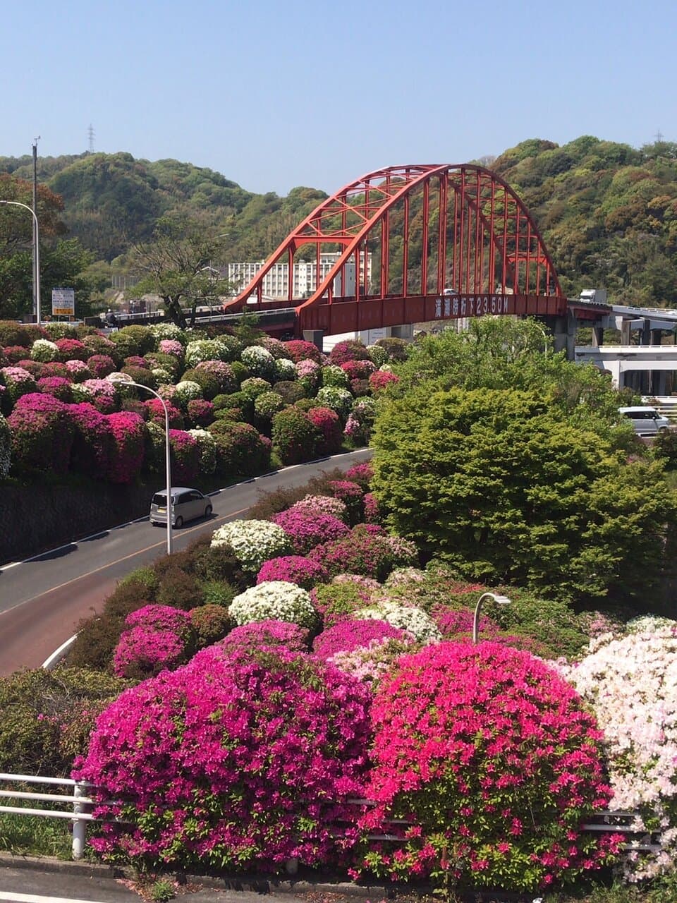 （旧）音戸大橋とツツジです。