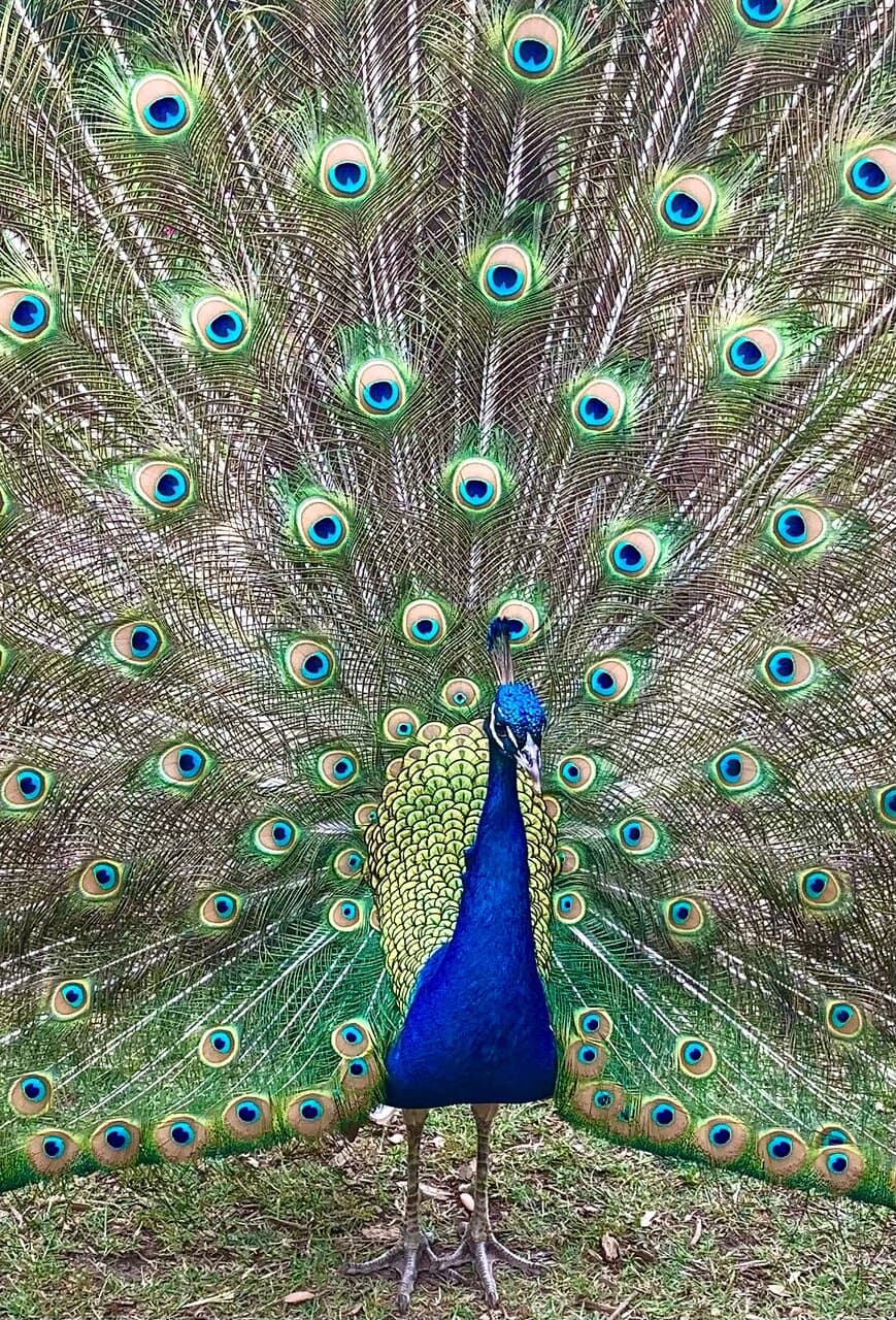 Peacocks