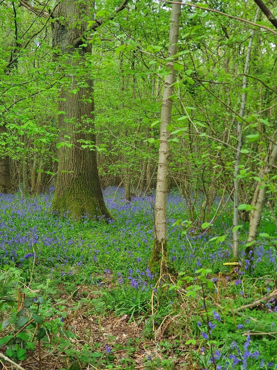Bradfield Woods Suffolk