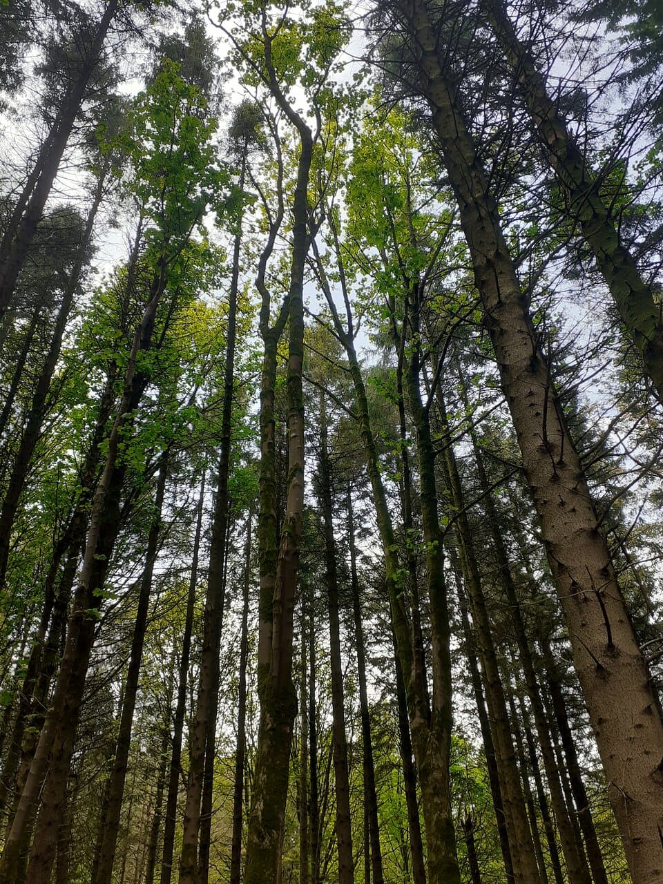 Trees