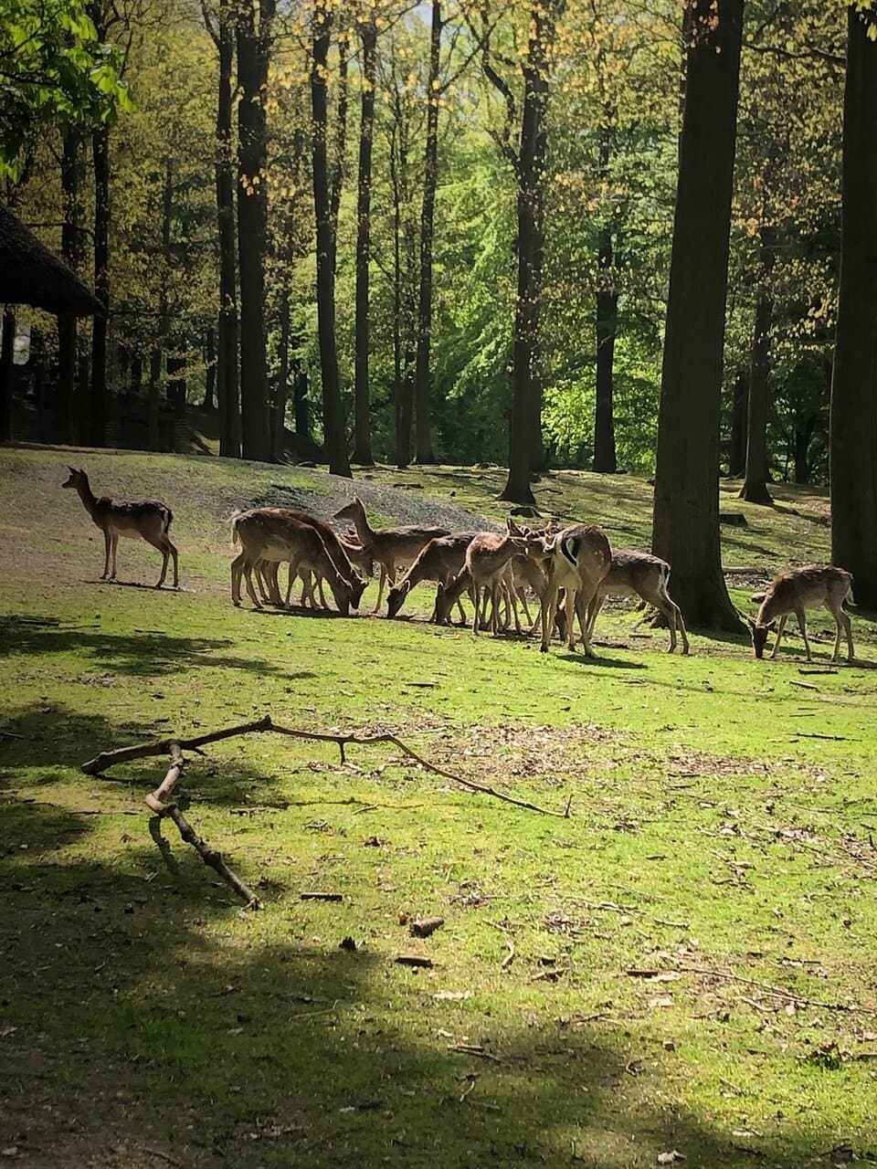Dyrehaven Deer Park