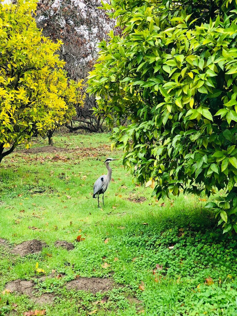 Blackberry Farm Park