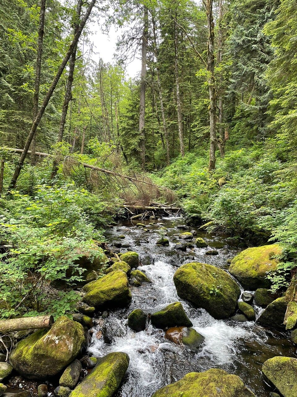 Steelhead Falls