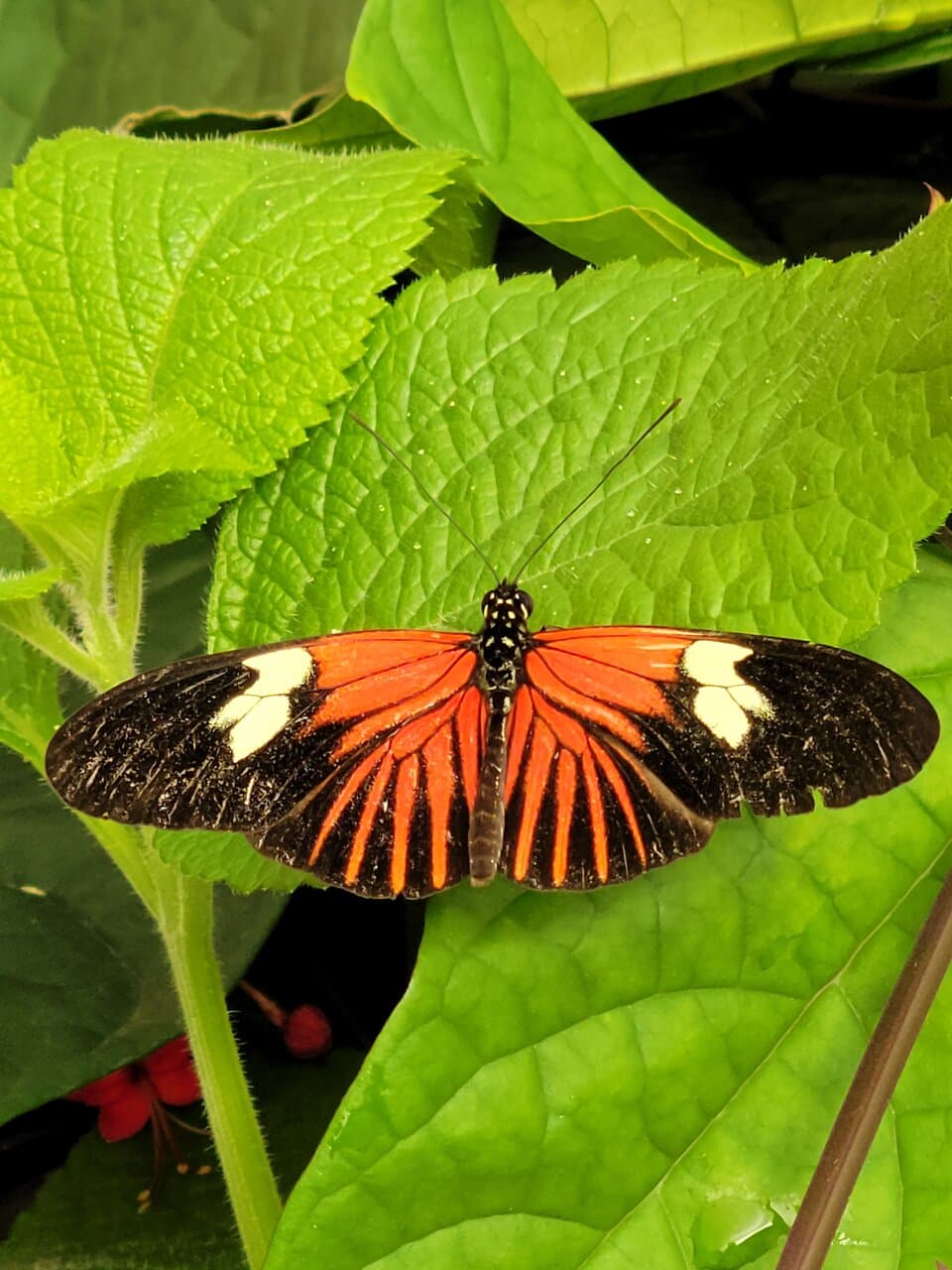 Nathaly Butterfly Garden