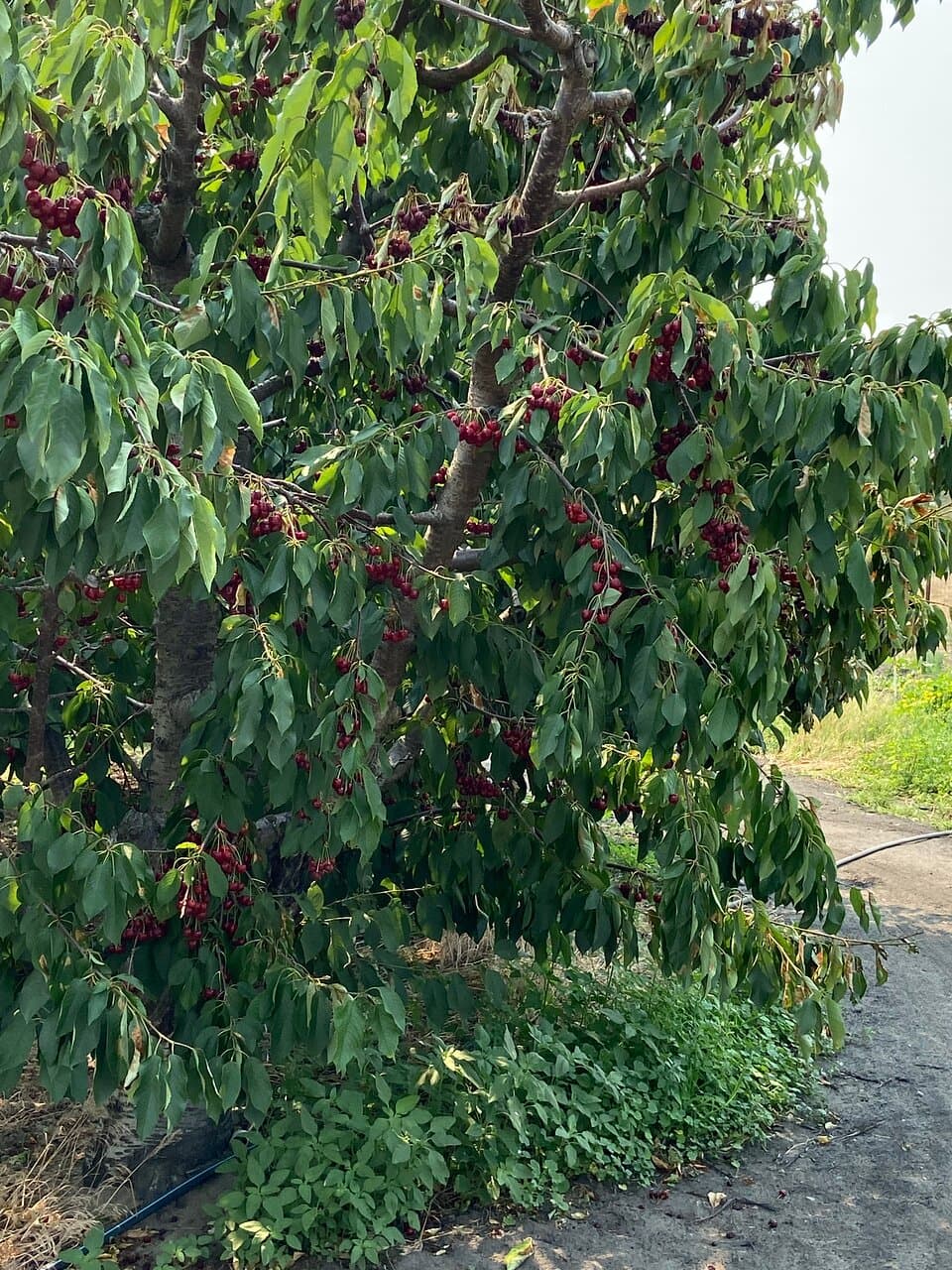 Pioneer Walkway Park