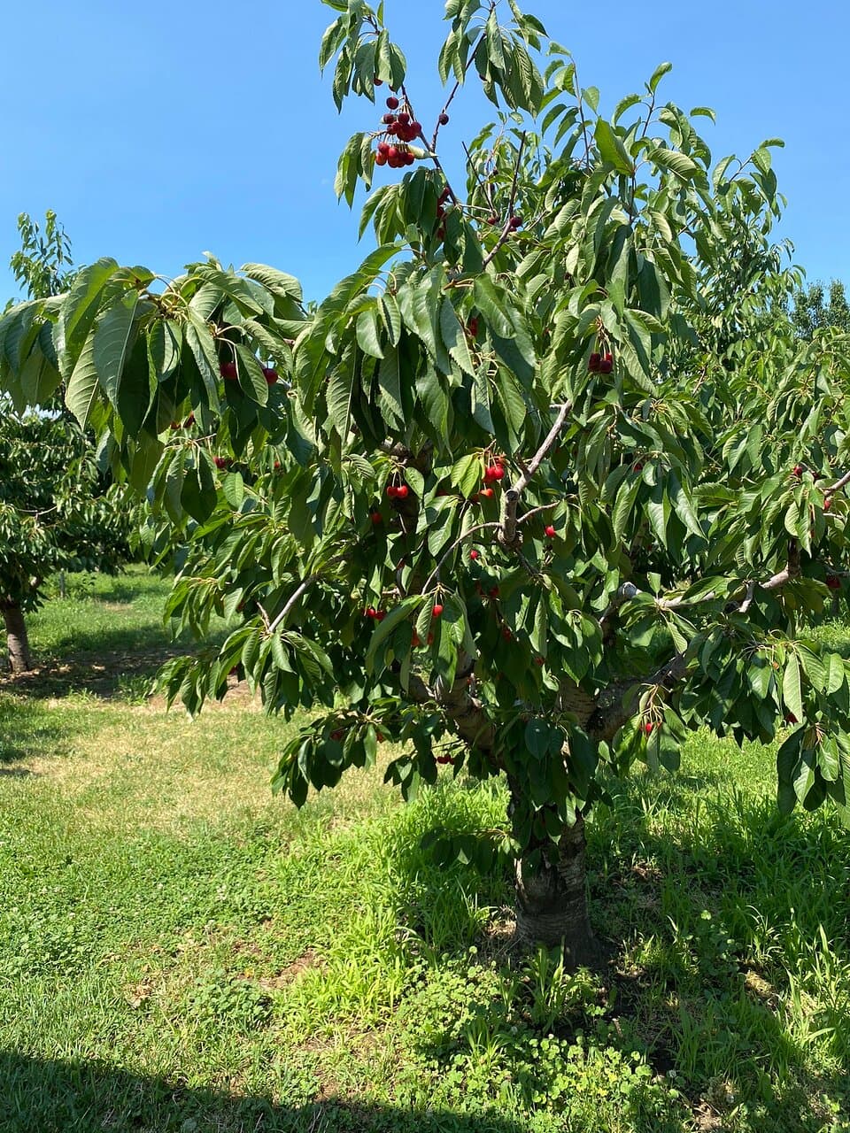 Johnson Orchards