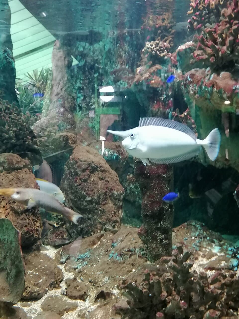 Sealand Aquarium