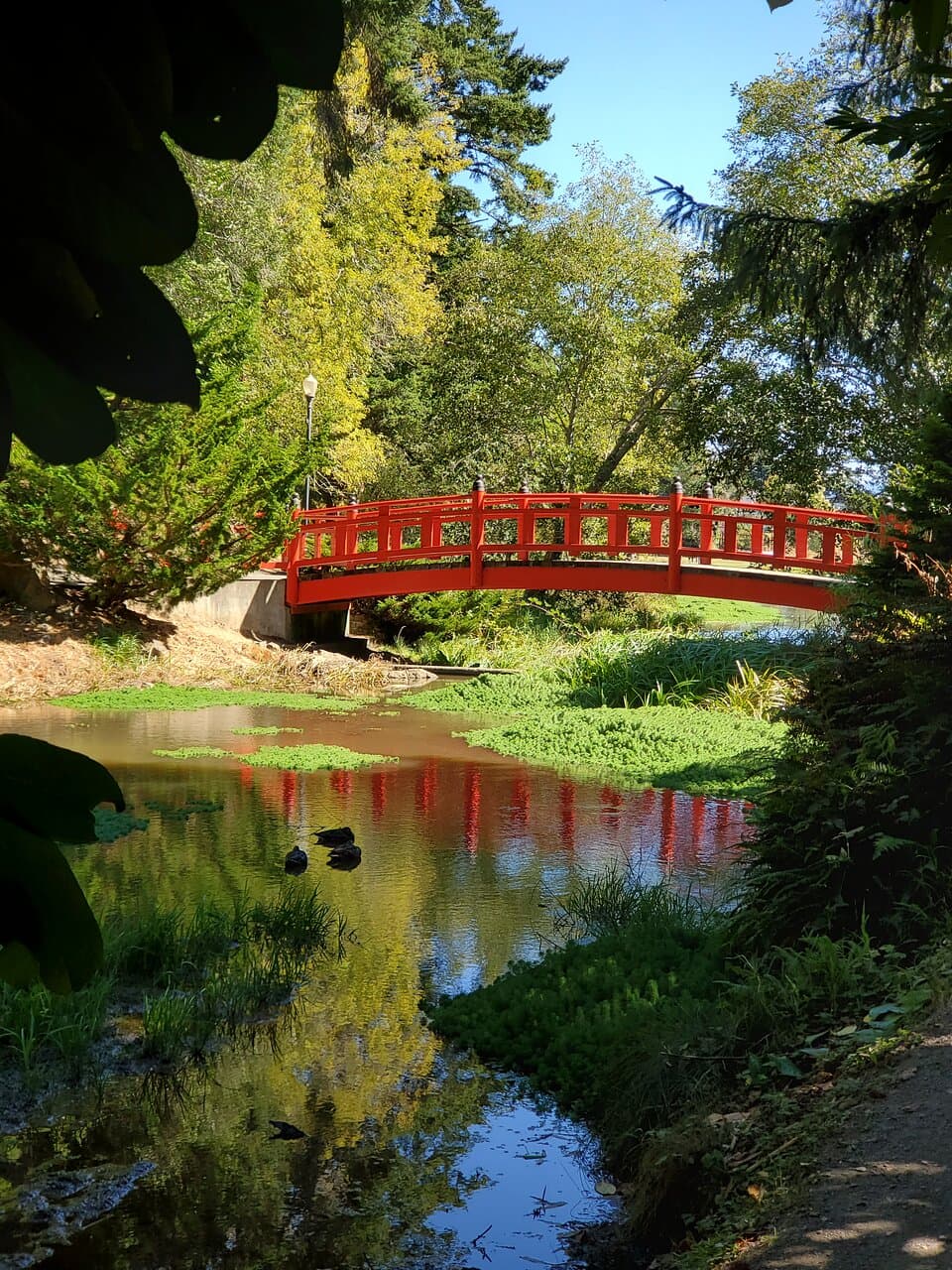 Japanese garden bridge