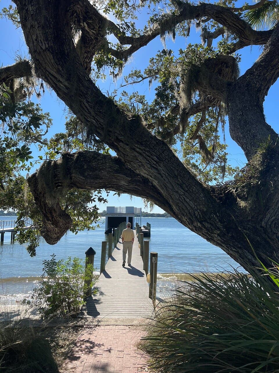 Bay Preserve Osprey