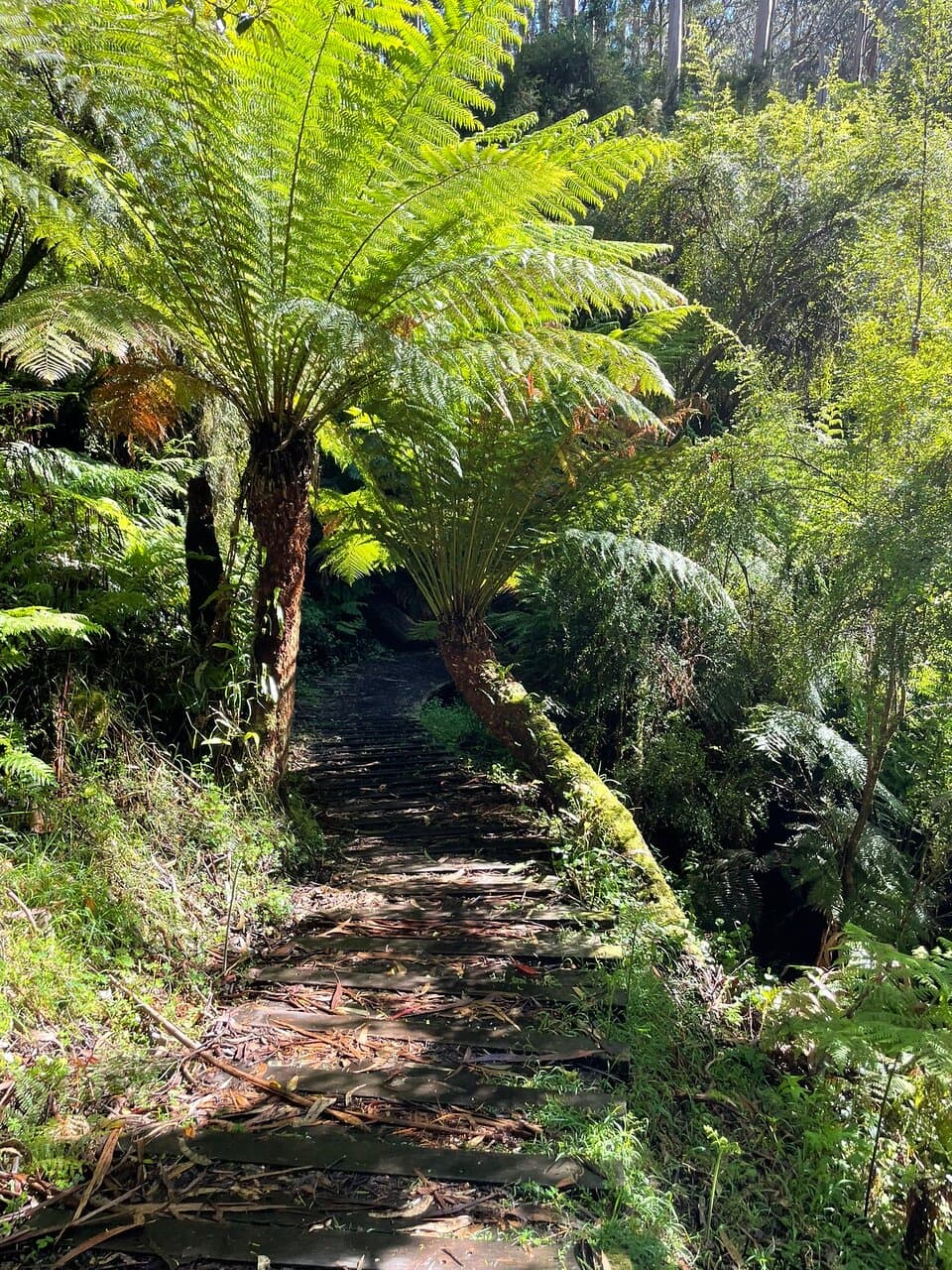 Shelly Beach Skenes Creek