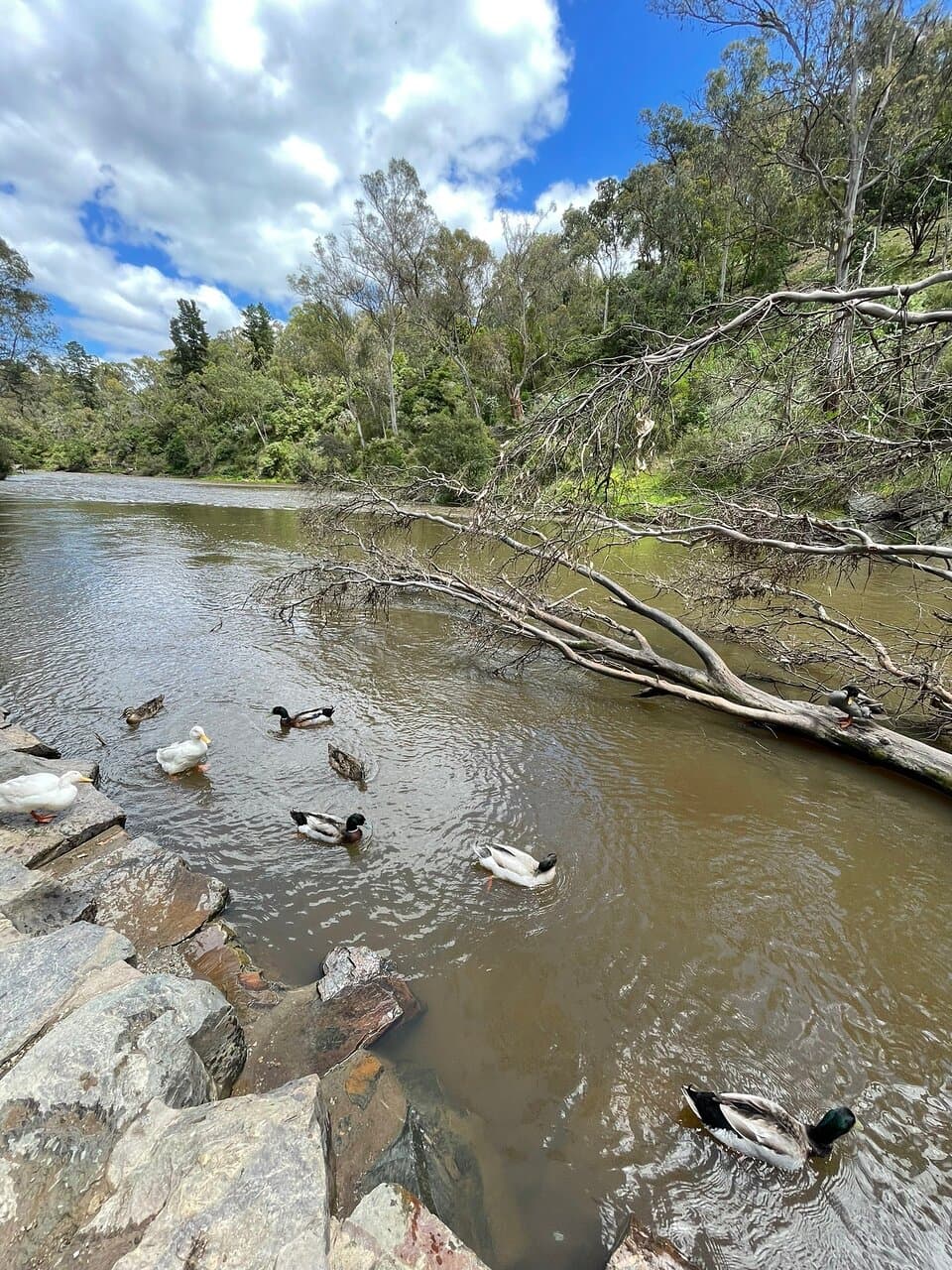 Koornong Reserve