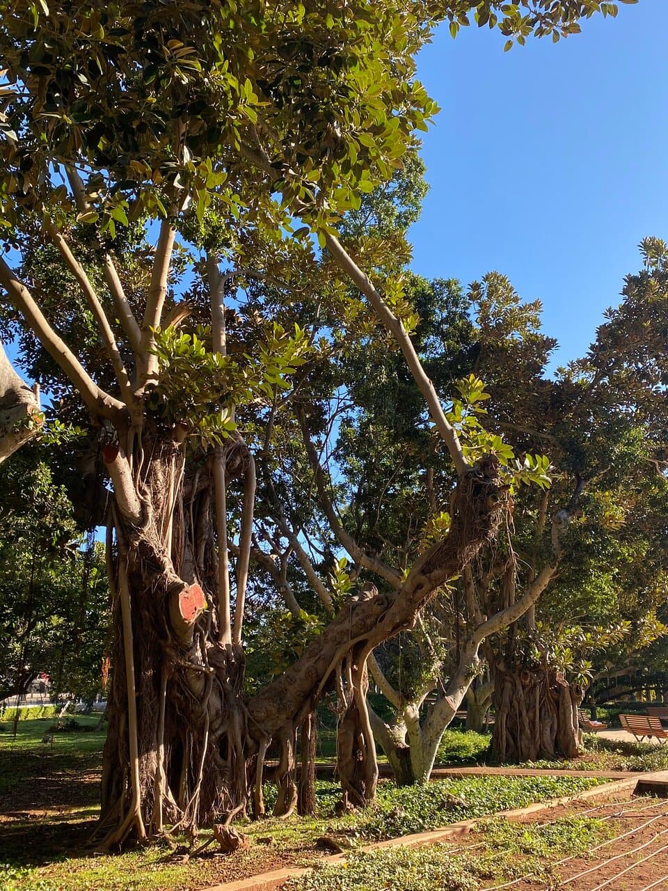Jardin d'Essais Botaniques