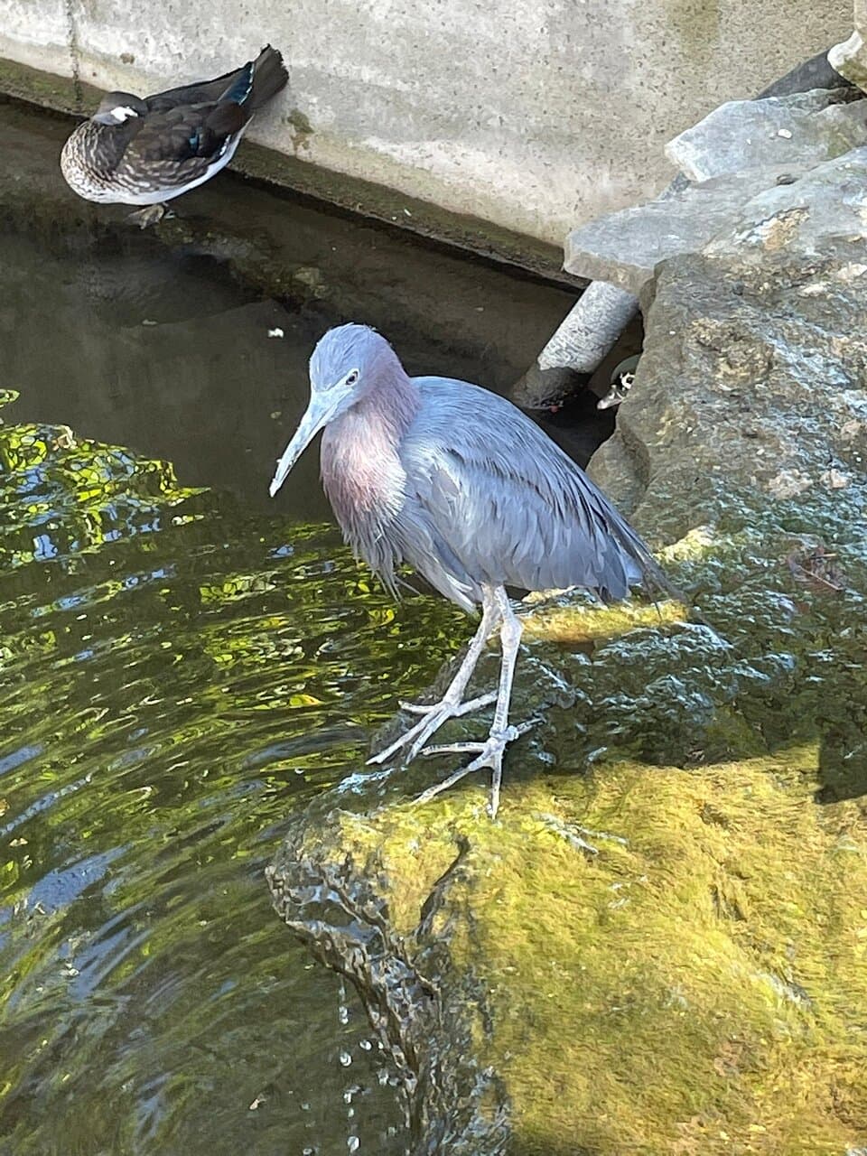 Hutchinson Zoo